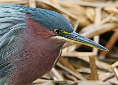 Green Heron